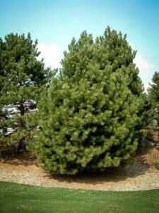 Сосна Чёрная (Pinus Nigra) купить по цене от 270.00р. в интернет-магазине «Посадика» с доставкой почтой в в Соль-Илецке и по всей России – [изображение №1].