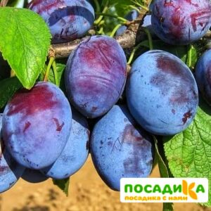 Слива Чачакская ранняя купить по цене от 229.00р. в интернет-магазине «Посадика» с доставкой почтой в в Соль-Илецке и по всей России – [изображение №1].