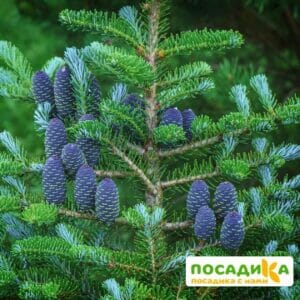 Пихта корейская (Abies koreana) купить по цене от 450.00р. в интернет-магазине «Посадика» с доставкой почтой в в Соль-Илецке и по всей России – [изображение №1].