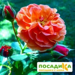 Роза Арабия купить по цене от 350.00р. в интернет-магазине «Посадика» с доставкой почтой в в Соль-Илецке и по всей России – [изображение №1].