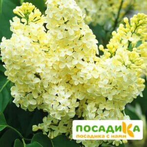 Сирень Примроуз (Primrose) купить по цене от 529.00р. в интернет-магазине «Посадика» с доставкой почтой в в Соль-Илецке и по всей России – [изображение №1].