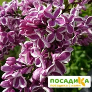 Сирень Сенсация купить по цене от 529.00р. в интернет-магазине «Посадика» с доставкой почтой в в Соль-Илецке и по всей России – [изображение №1].