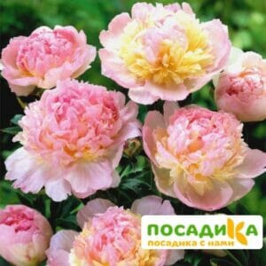 Пион Распберри Сандей (Paeonia Raspberry Sundae) купить по цене от 959р. в интернет-магазине «Посадика» с доставкой почтой в в Соль-Илецке и по всей России – [изображение №1].