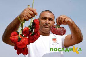 Клубника Гигант Джорнея купить по цене от 266р. в интернет-магазине «Посадика» с доставкой почтой в в Соль-Илецке и по всей России – [изображение №1].