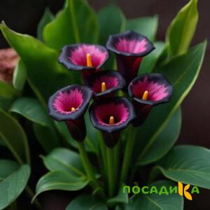Калла Аура Лейс купить по цене от 400р. в интернет-магазине «Посадика» с доставкой почтой в в Соль-Илецке и по всей России – [изображение №1].