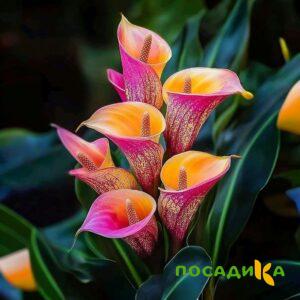 Калла Оникс купить по цене от 450р. в интернет-магазине «Посадика» с доставкой почтой в в Соль-Илецке и по всей России – [изображение №1].