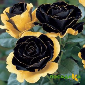 Роза Ханни Сикл купить по цене от 700р. в интернет-магазине «Посадика» с доставкой почтой в в Соль-Илецке и по всей России – [изображение №1].