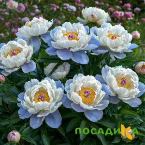 Пион акварельный Этюд купить по цене от 806р. в интернет-магазине «Посадика» с доставкой почтой в в Соль-Илецке и по всей России – [изображение №1].