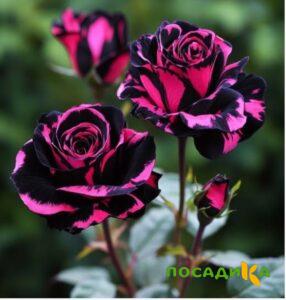 Роза Багровый Шепот купить по цене от 366р. в интернет-магазине «Посадика» с доставкой почтой в в Соль-Илецке и по всей России – [изображение №1].