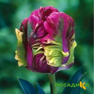Тюльпан Экзотик Хэвен купить по цене от 186р. в интернет-магазине «Посадика» с доставкой почтой в в Соль-Илецке и по всей России – [изображение №1].