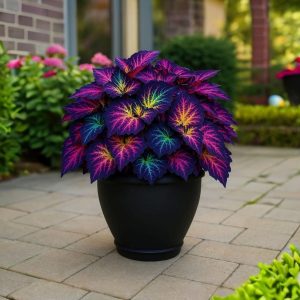 Хоста Фрости Блю купить по цене от 389р. в интернет-магазине «Посадика» с доставкой почтой в в Соль-Илецке и по всей России – [изображение №1].